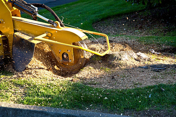 Best Fruit Tree Pruning  in Palmhurst, TX